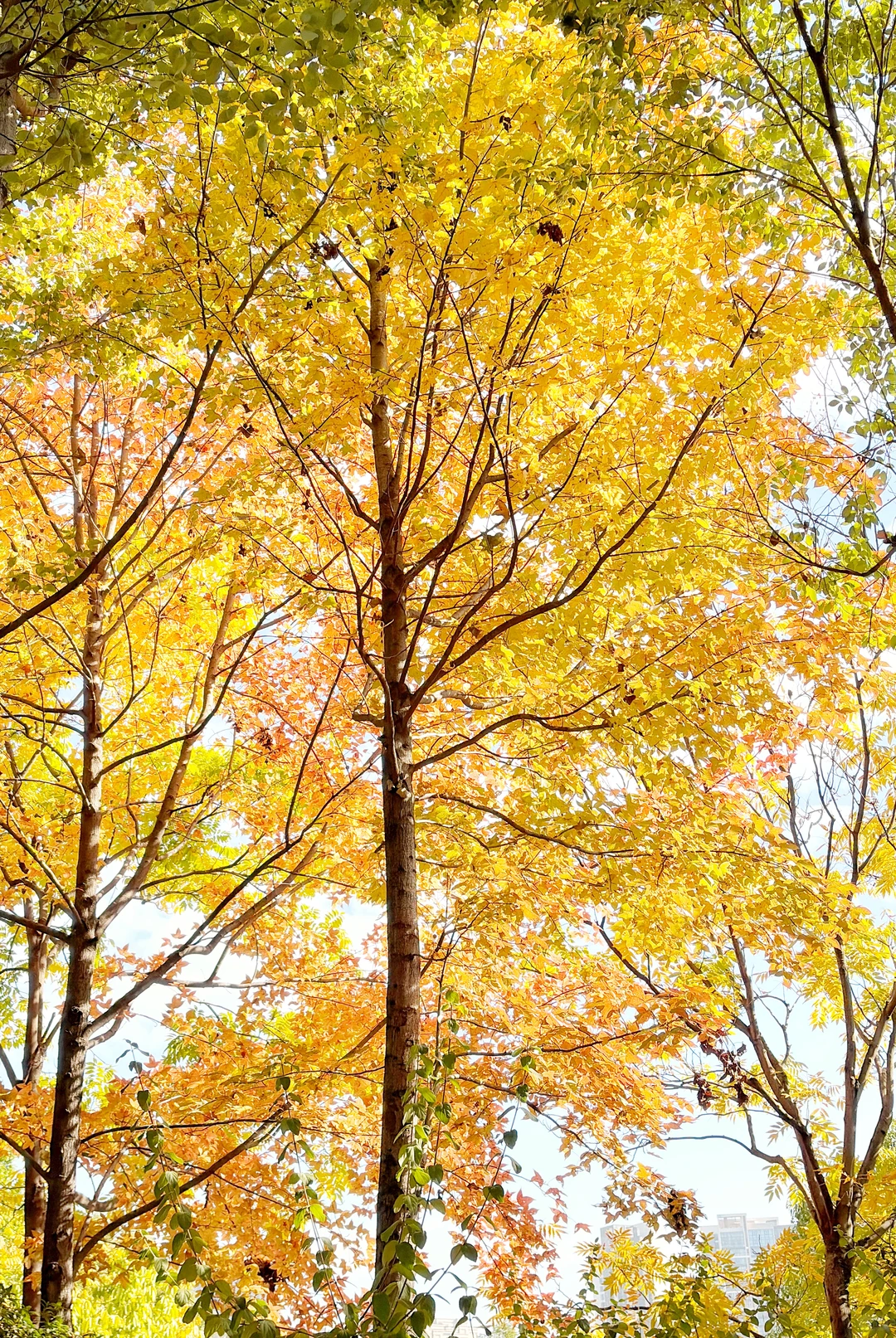 赣州这里的深秋赢麻了啊