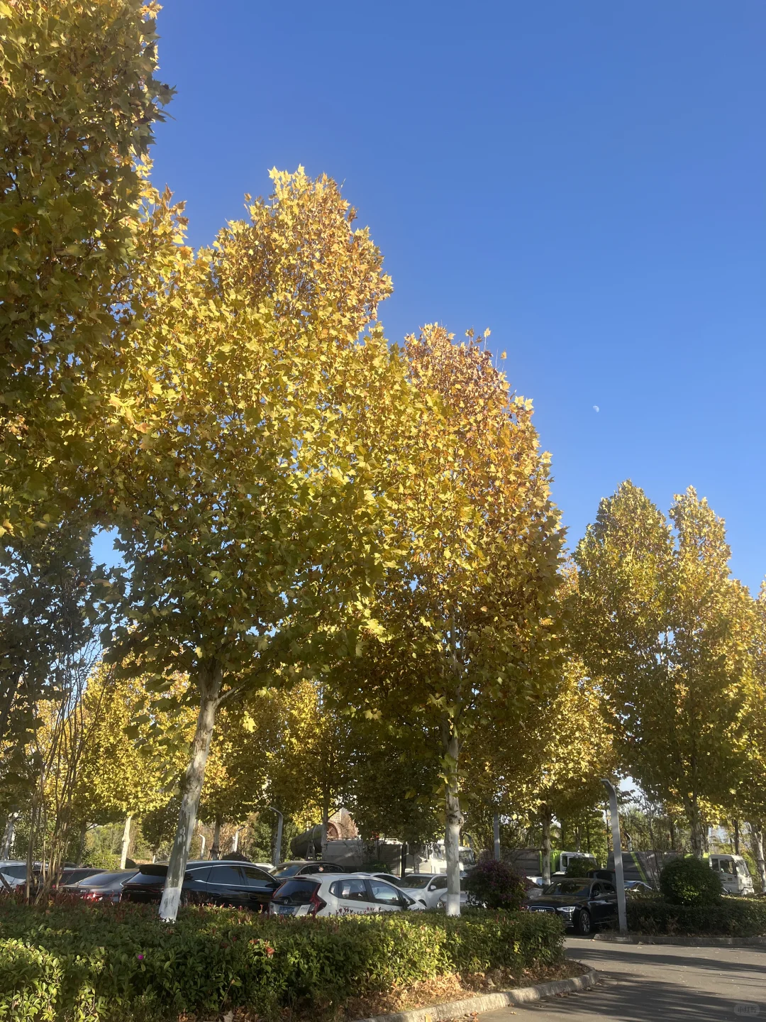 赣州的秋天美到失语｜记录每颗有故事的树🍁