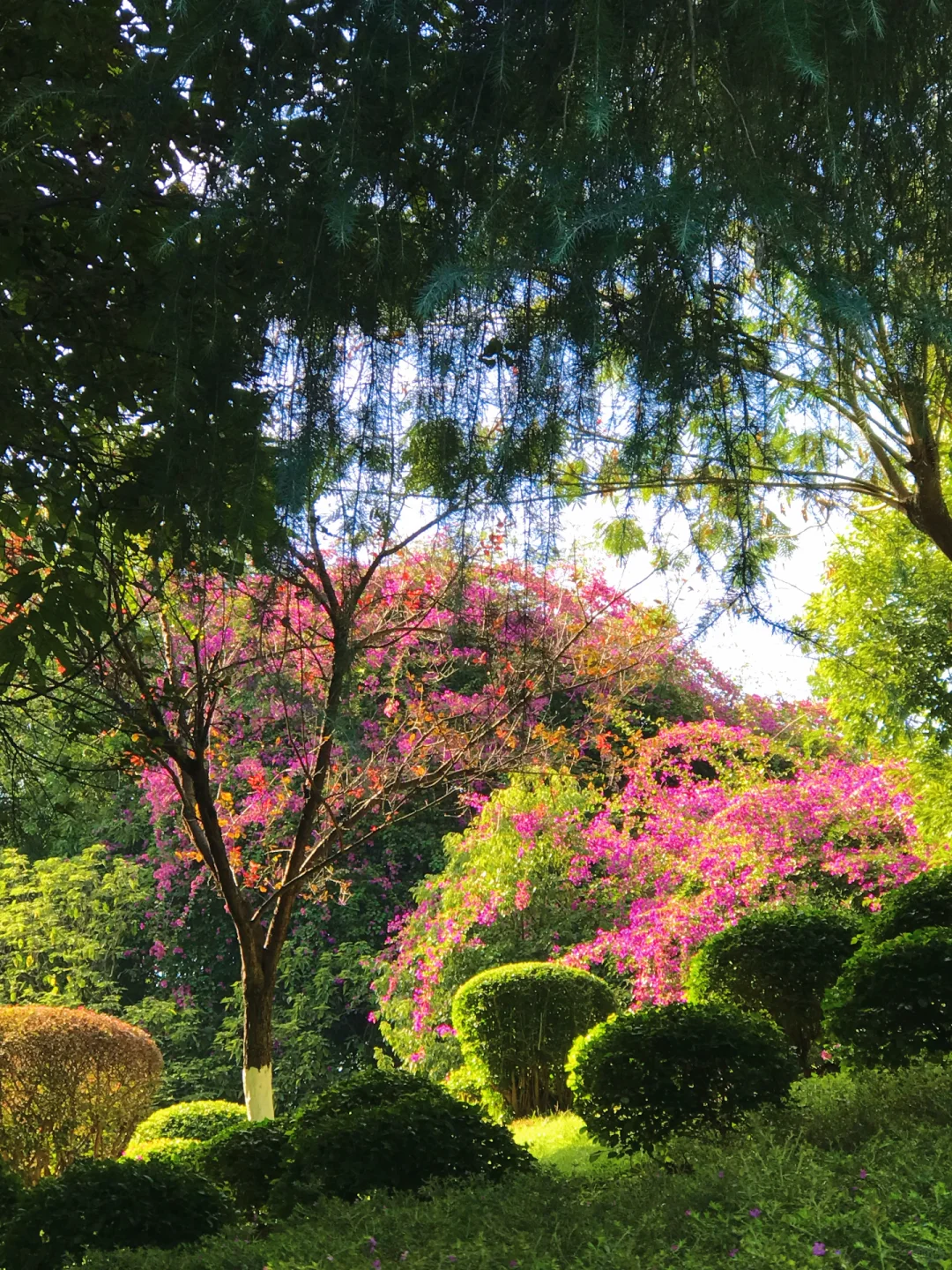 赣州的秋天美到失语｜记录每颗有故事的树🍁