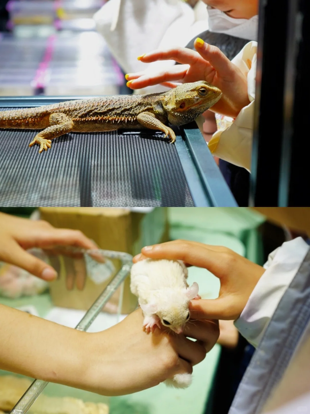 听！是南昌宠物展门票即将失效的声音