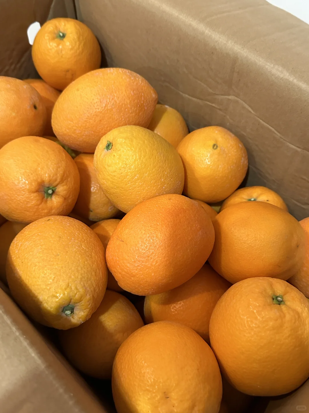 赣州的橙子！！！