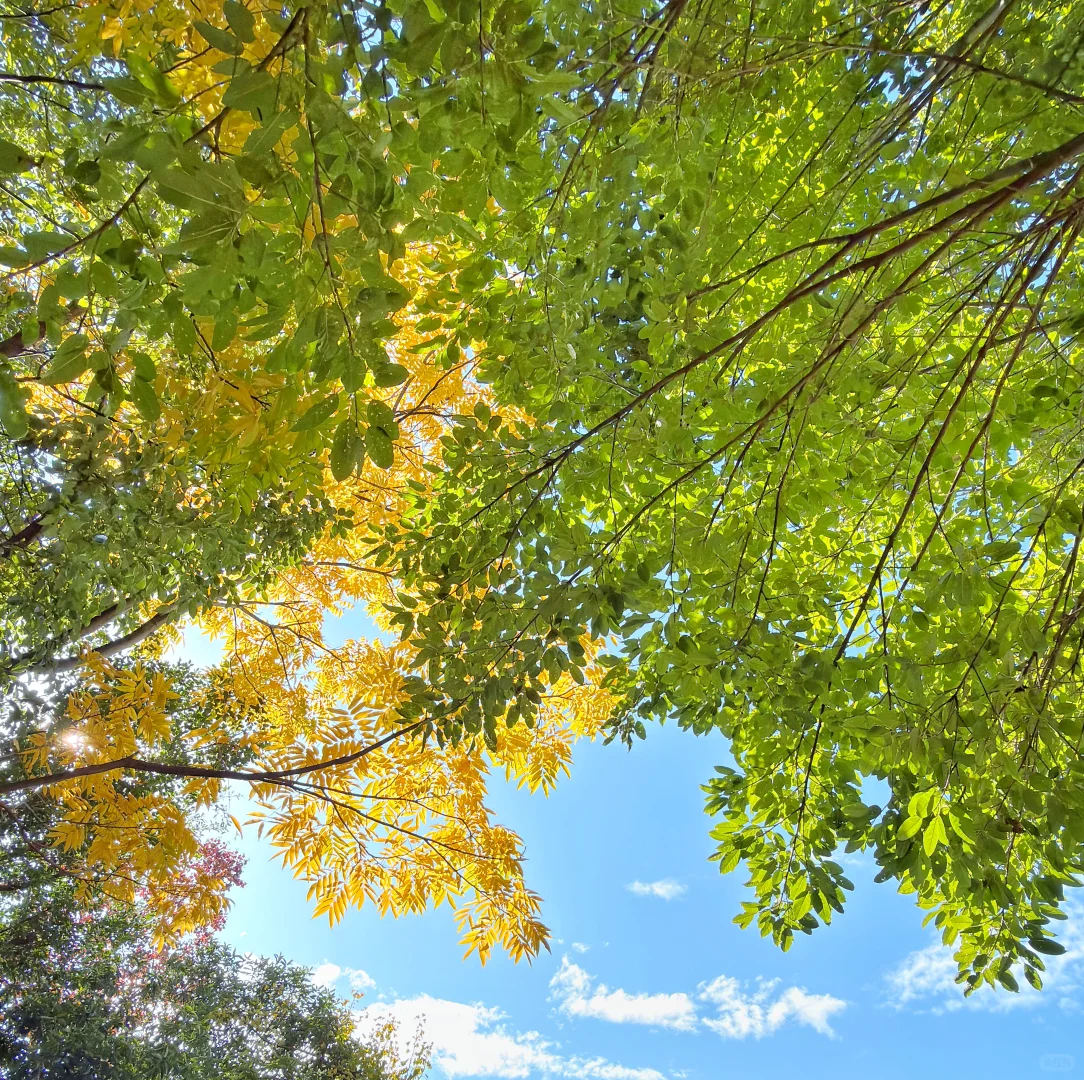 赣州这里的深秋赢麻了啊
