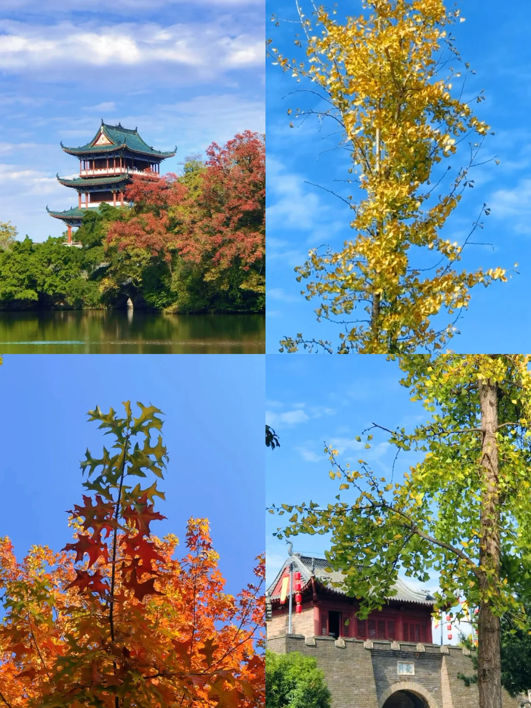 赣州的秋天美到失语｜记录每颗有故事的树🍁