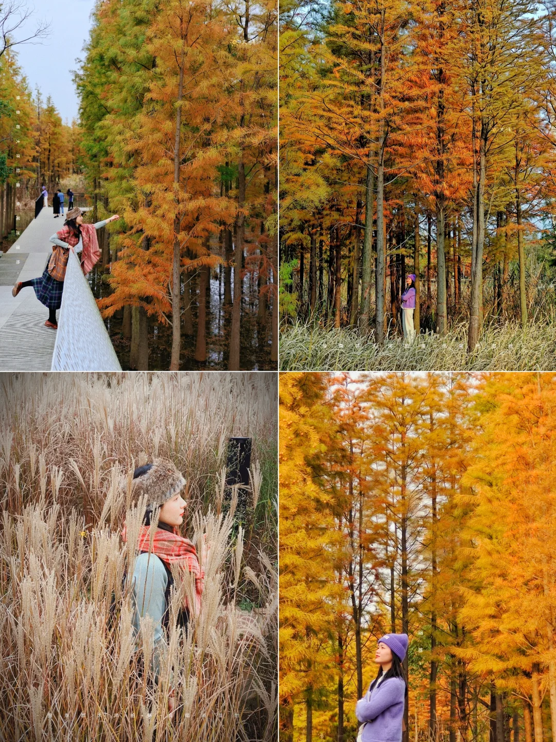 南昌赏秋一条路线全搞定！银杏➕水杉➕粉黛