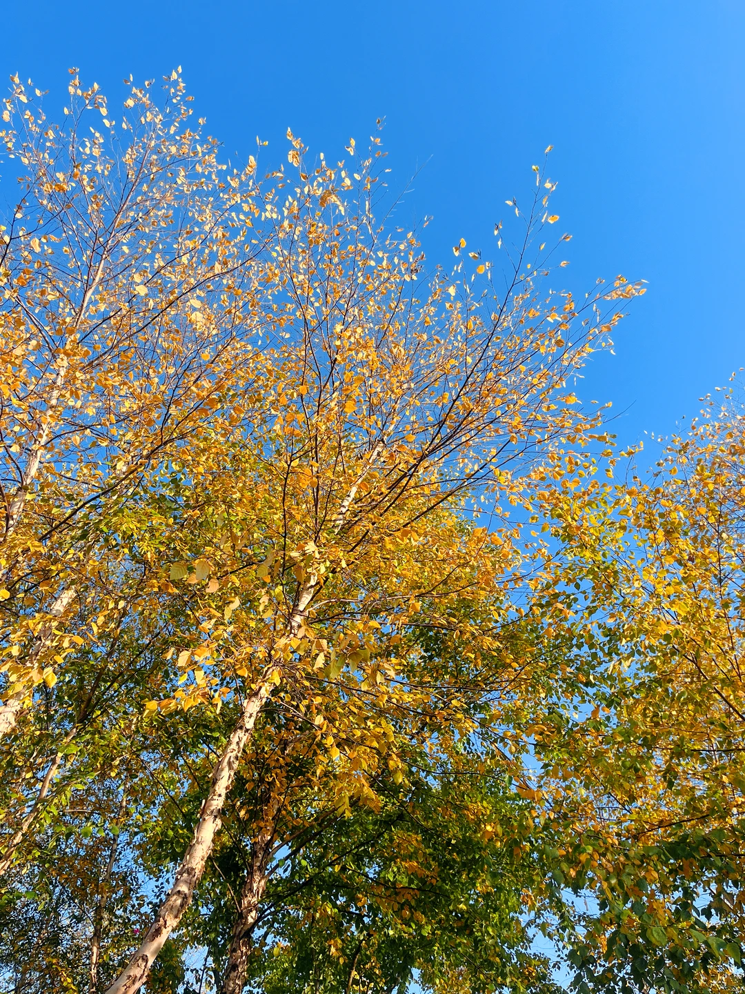 赣州的秋天美到失语｜记录每颗有故事的树🍁