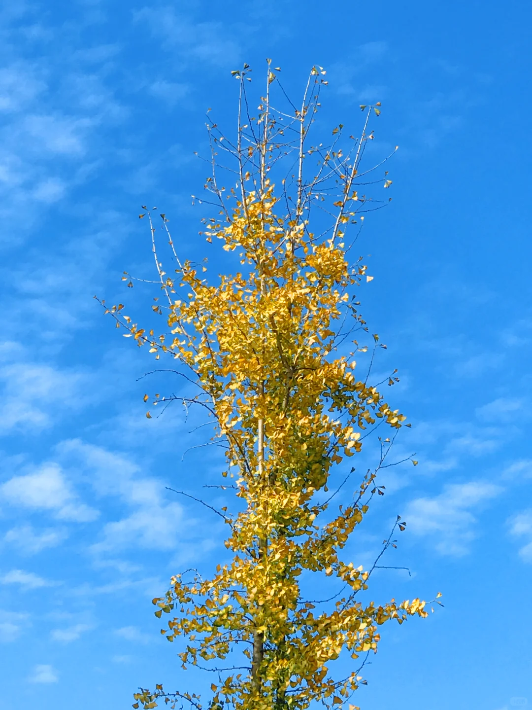 赣州的秋天美到失语｜记录每颗有故事的树🍁