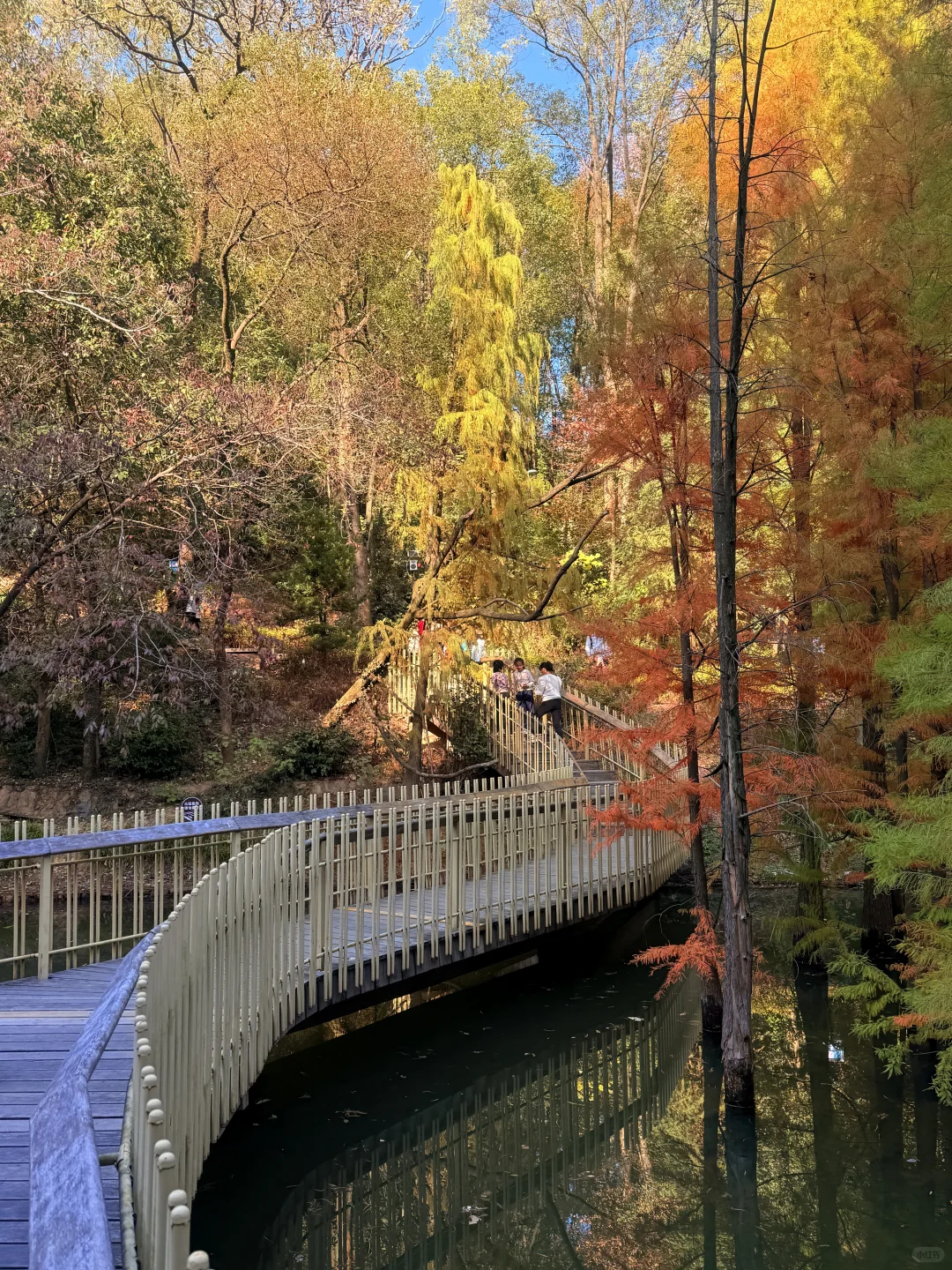 南昌的秋真的没输。。。。🥹🥹🥹