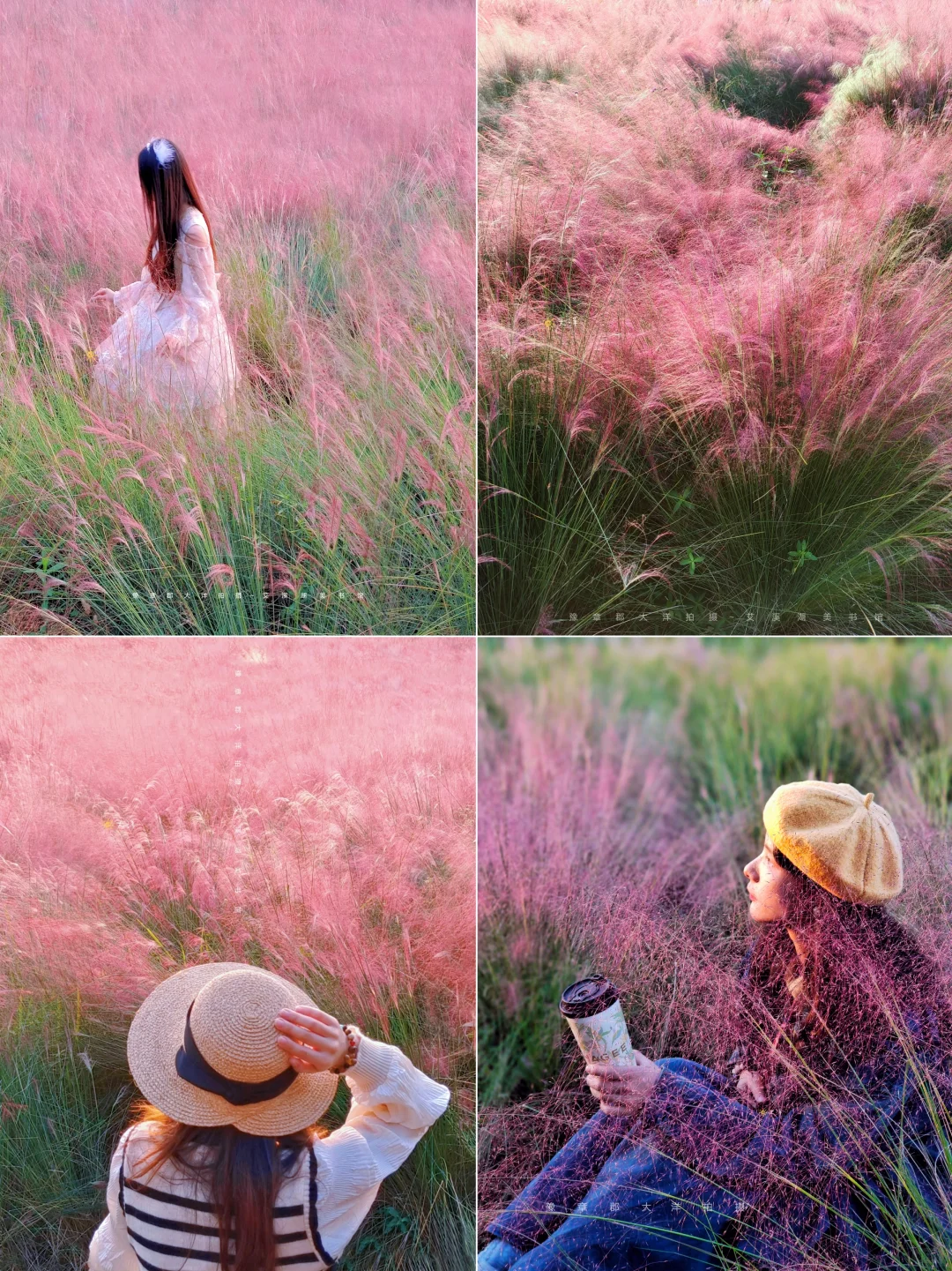 南昌赏秋一条路线全搞定！银杏➕水杉➕粉黛