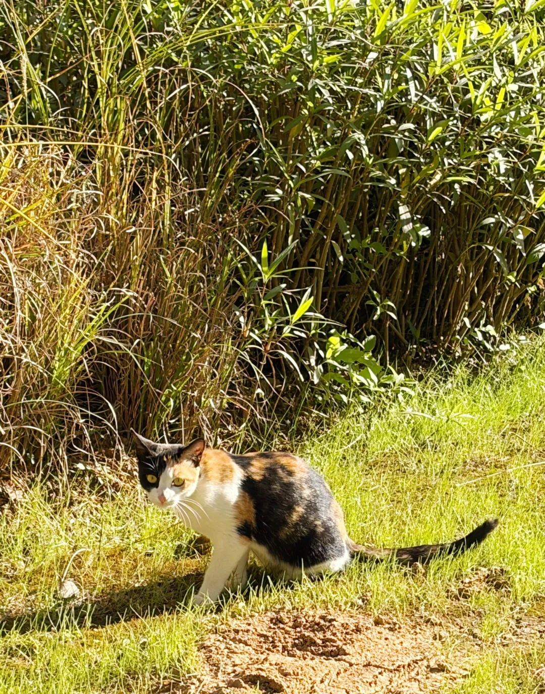 赣州这里的深秋赢麻了啊