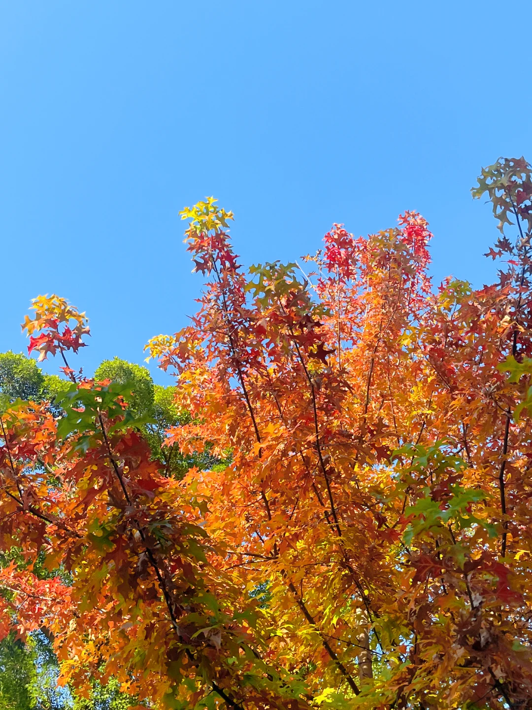 赣州的秋天美到失语｜记录每颗有故事的树🍁