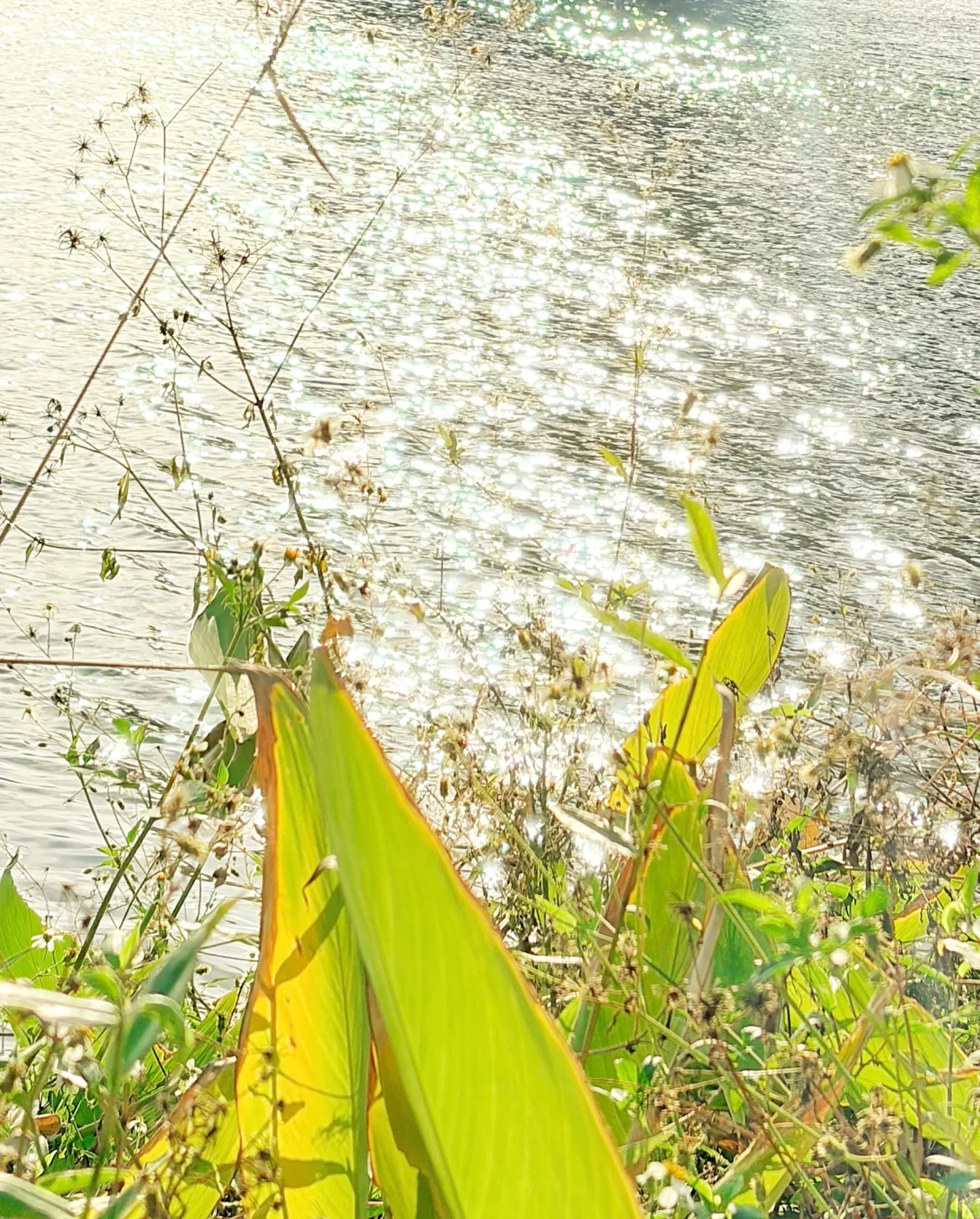 赣州这里的深秋赢麻了啊