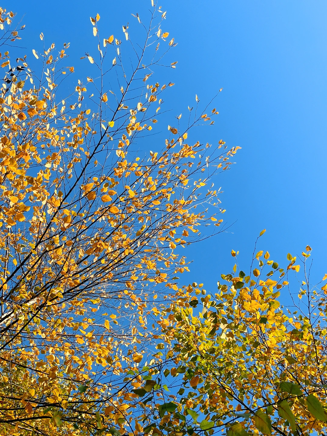 赣州的秋天美到失语｜记录每颗有故事的树🍁
