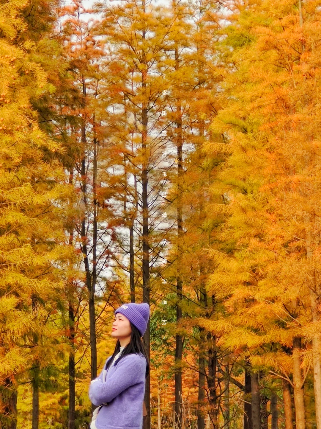 南昌赏秋一条路线全搞定！银杏➕水杉➕粉黛