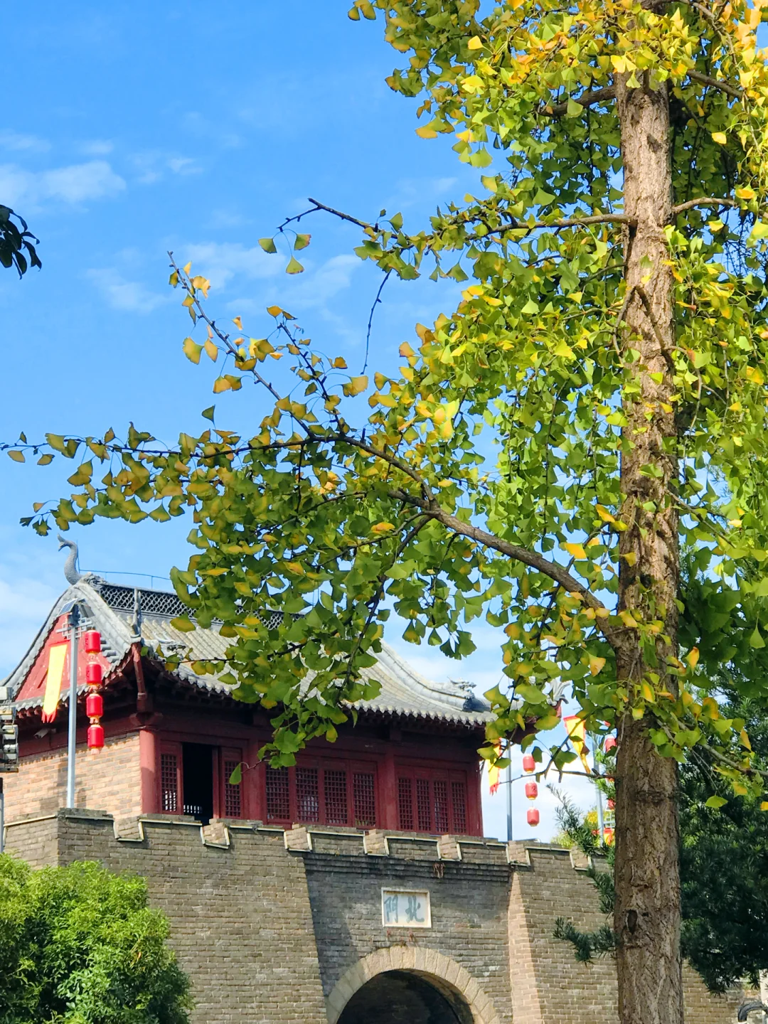 赣州的秋天美到失语｜记录每颗有故事的树🍁