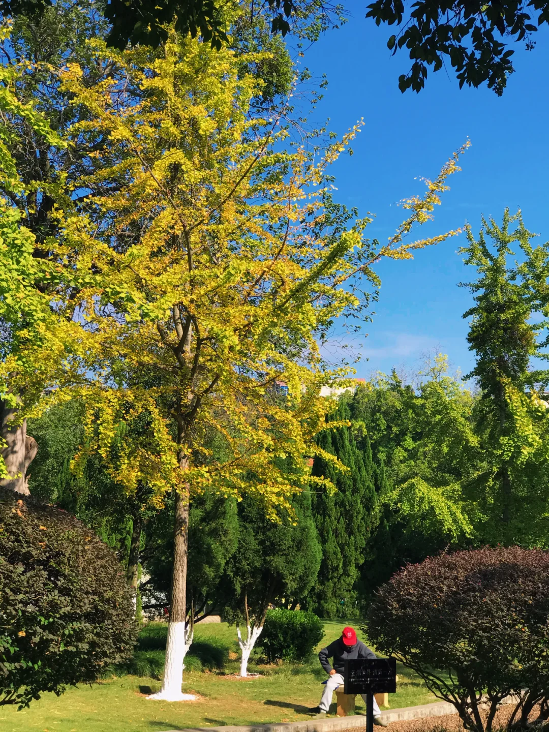 赣州的秋天美到失语｜记录每颗有故事的树🍁