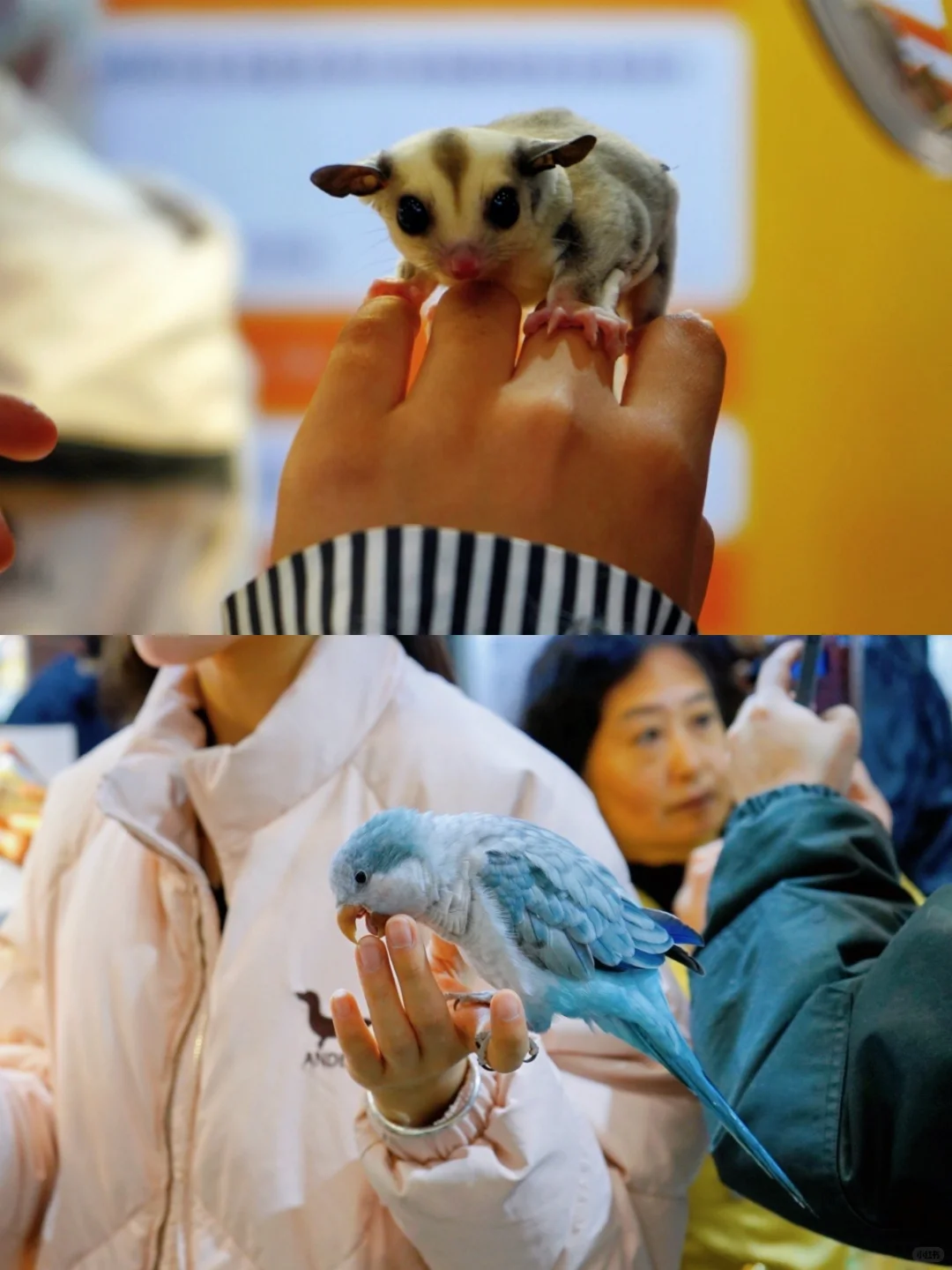 听！是南昌宠物展门票即将失效的声音