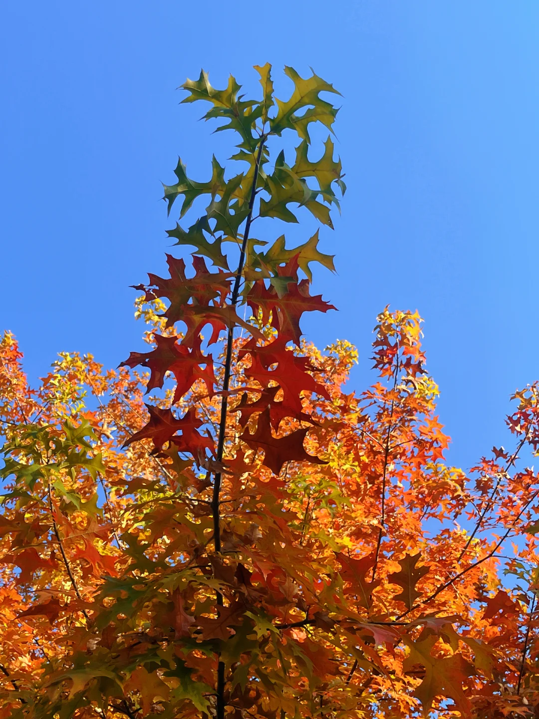 赣州的秋天美到失语｜记录每颗有故事的树🍁