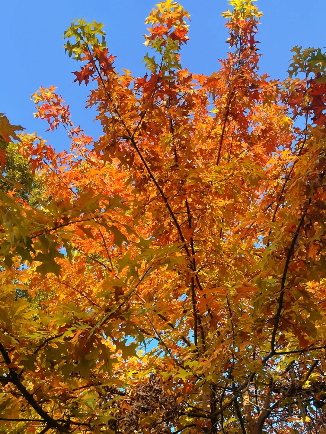赣州的秋天美到失语｜记录每颗有故事的树🍁