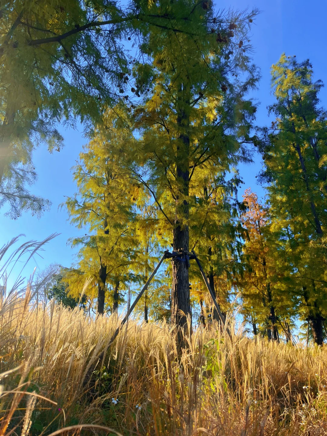 赣州的秋天美到失语｜记录每颗有故事的树🍁