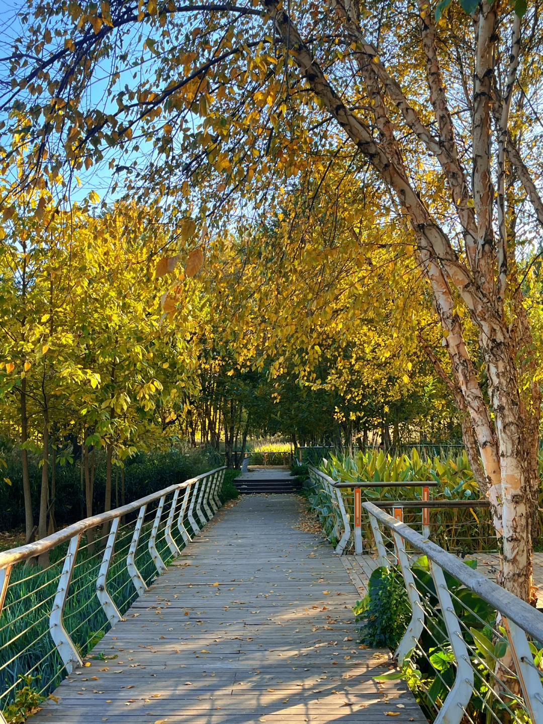 赣州的秋天美到失语｜记录每颗有故事的树🍁