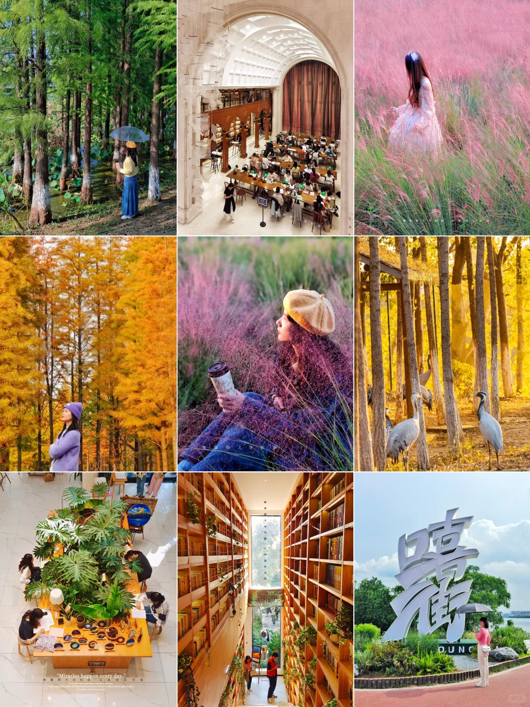 南昌赏秋一条路线全搞定！银杏➕水杉➕粉黛