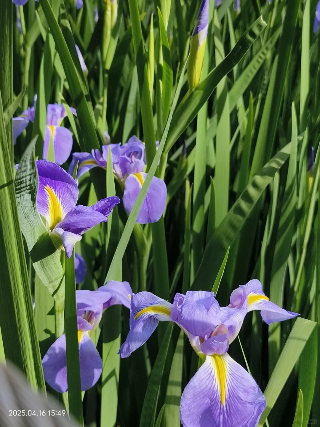 赣州鸢尾花海live｜闯入一场紫色梦境💜