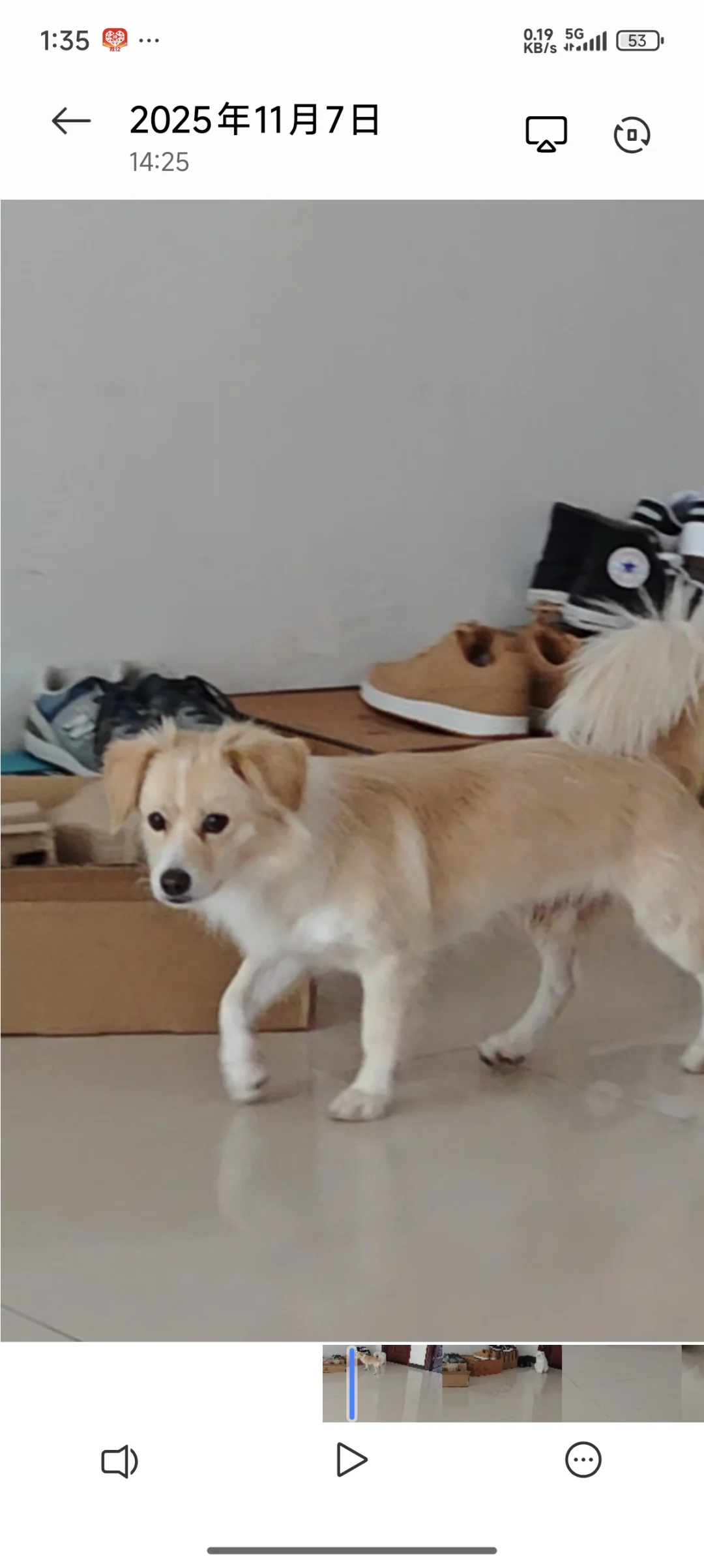 抚州临川寻狗！