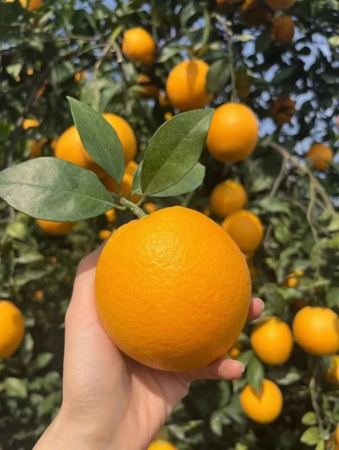 真的看不下去了，说点赣南脐橙的真相！