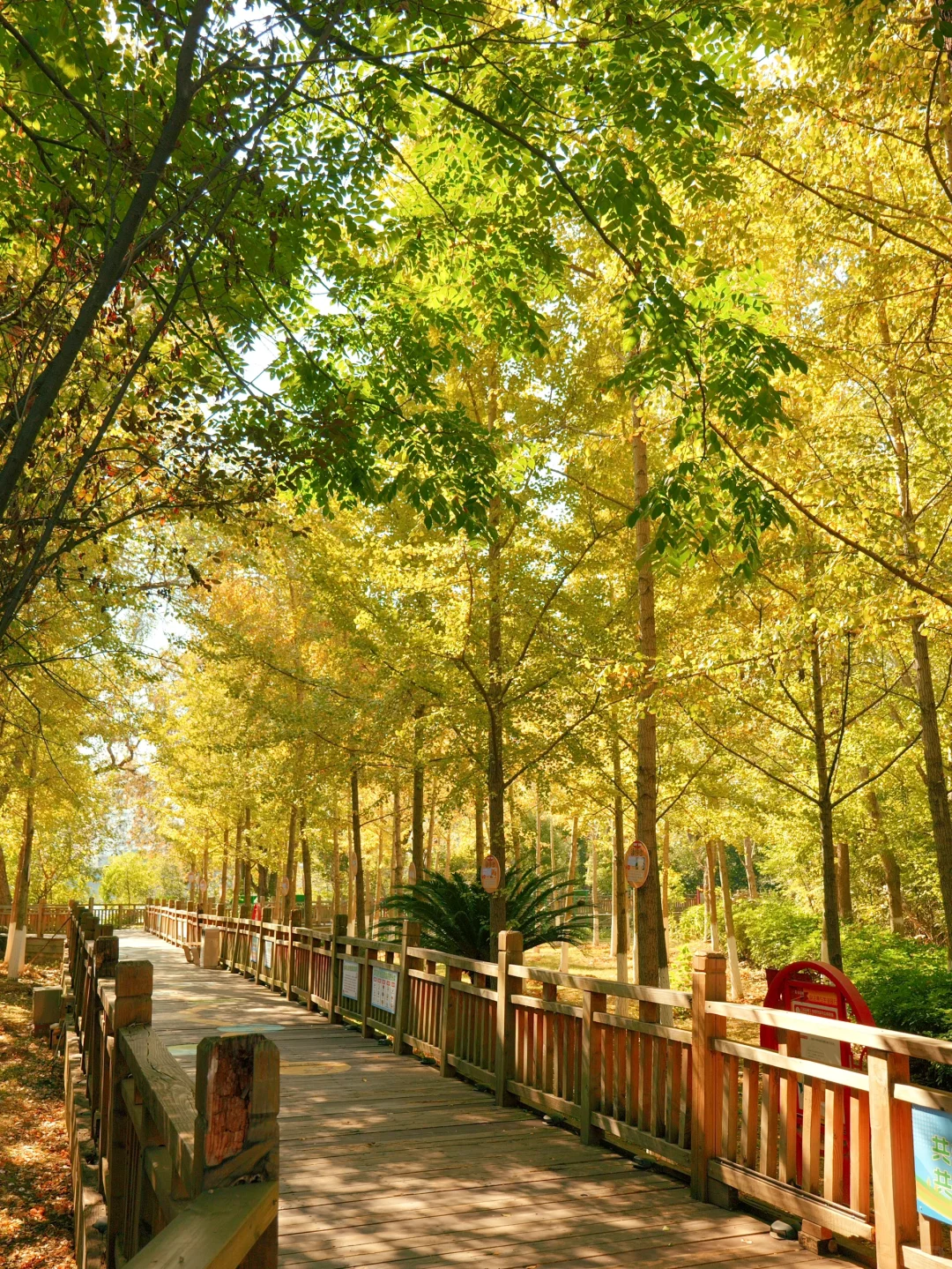 赣州一角｜满园银杏落秋风