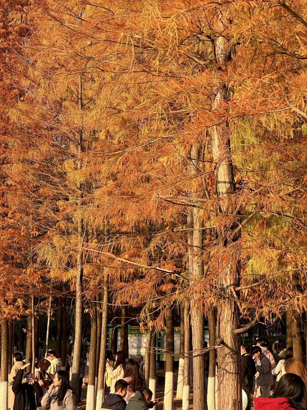 赣州冬天好美啊啊啊啊！！