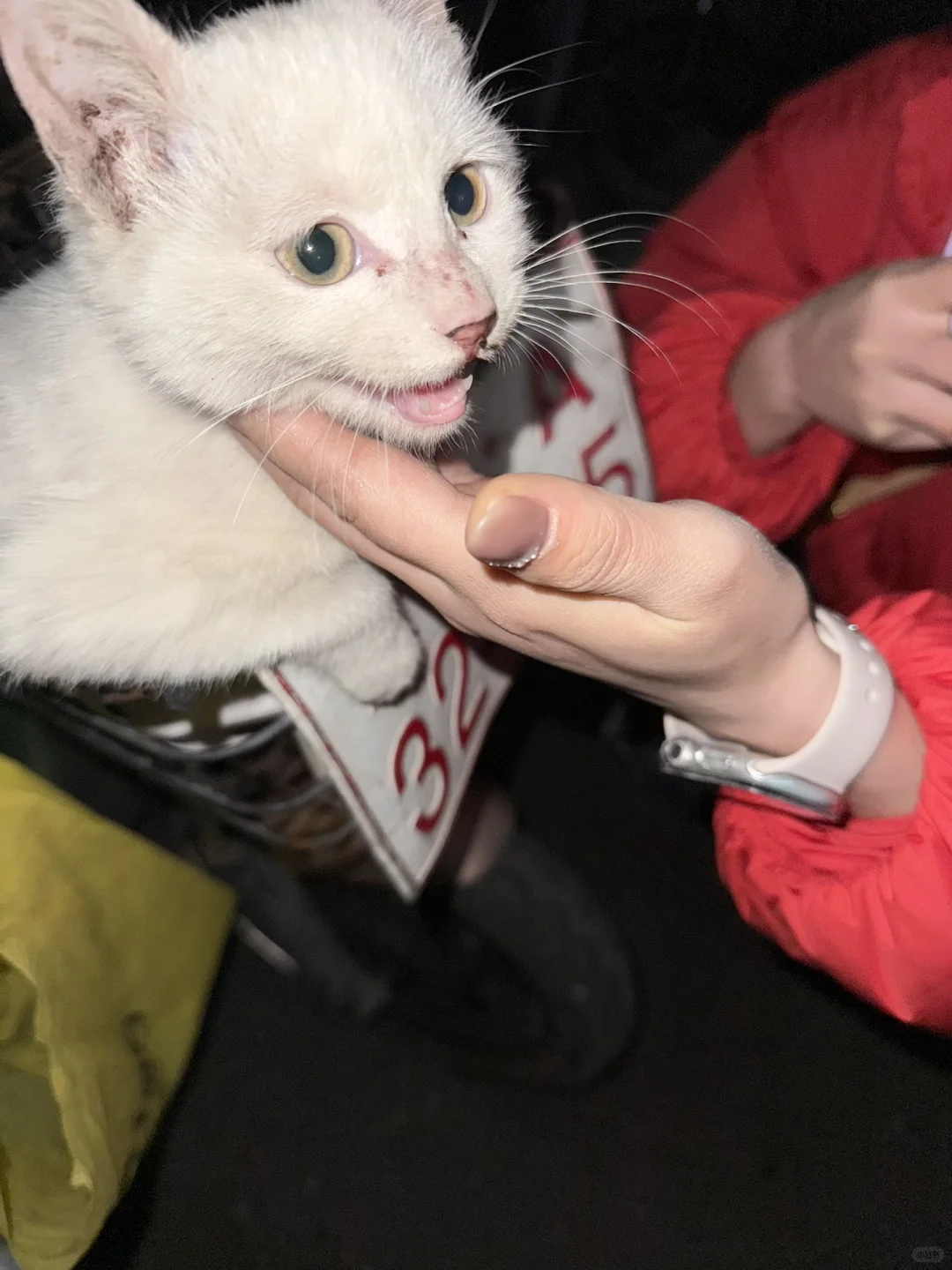 急!南昌猫咪找领养人!!