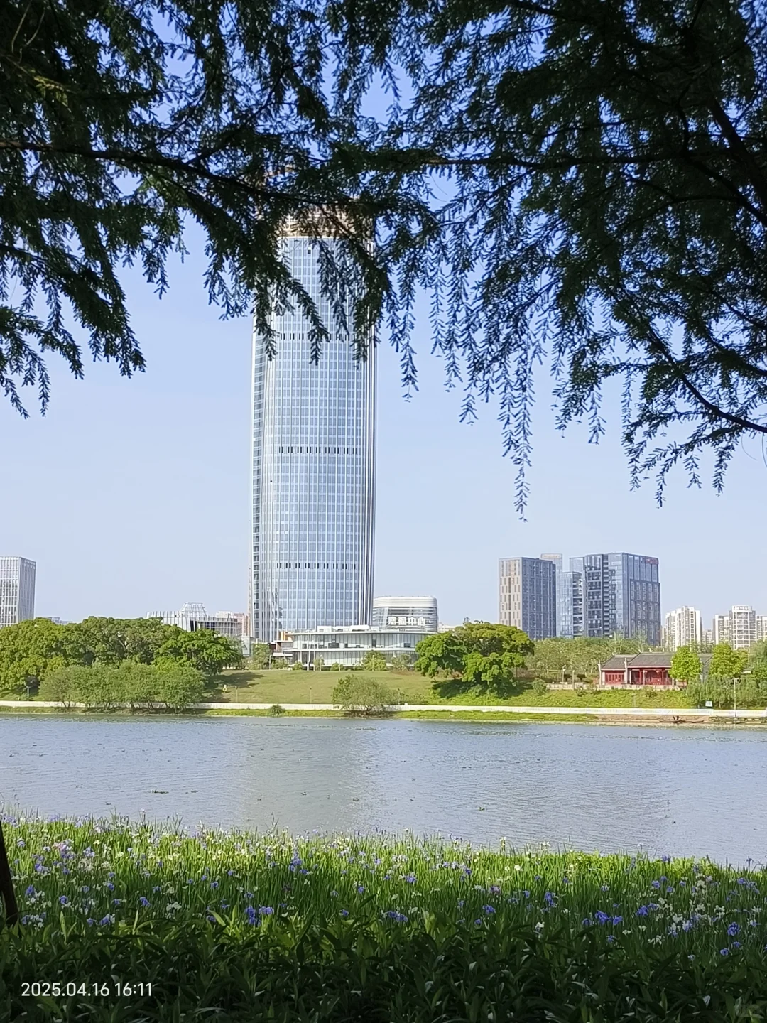 赣州鸢尾花海live｜闯入一场紫色梦境💜