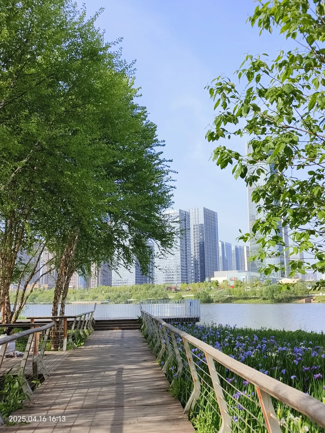 赣州鸢尾花海live｜闯入一场紫色梦境💜