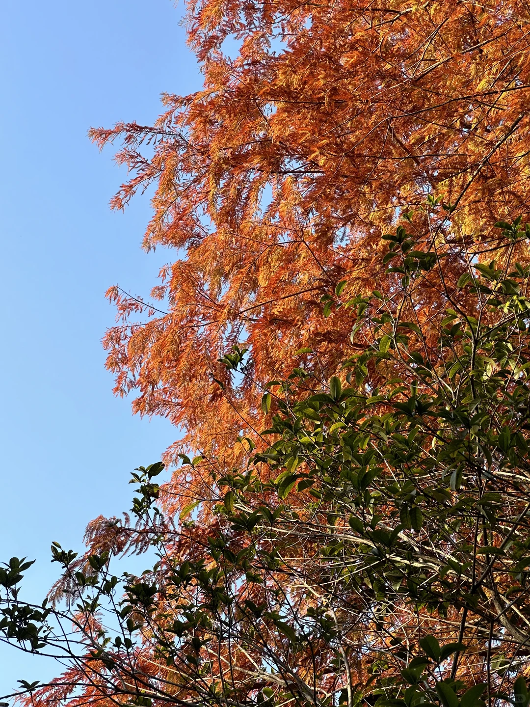 赣州冬天好美啊啊啊啊！！