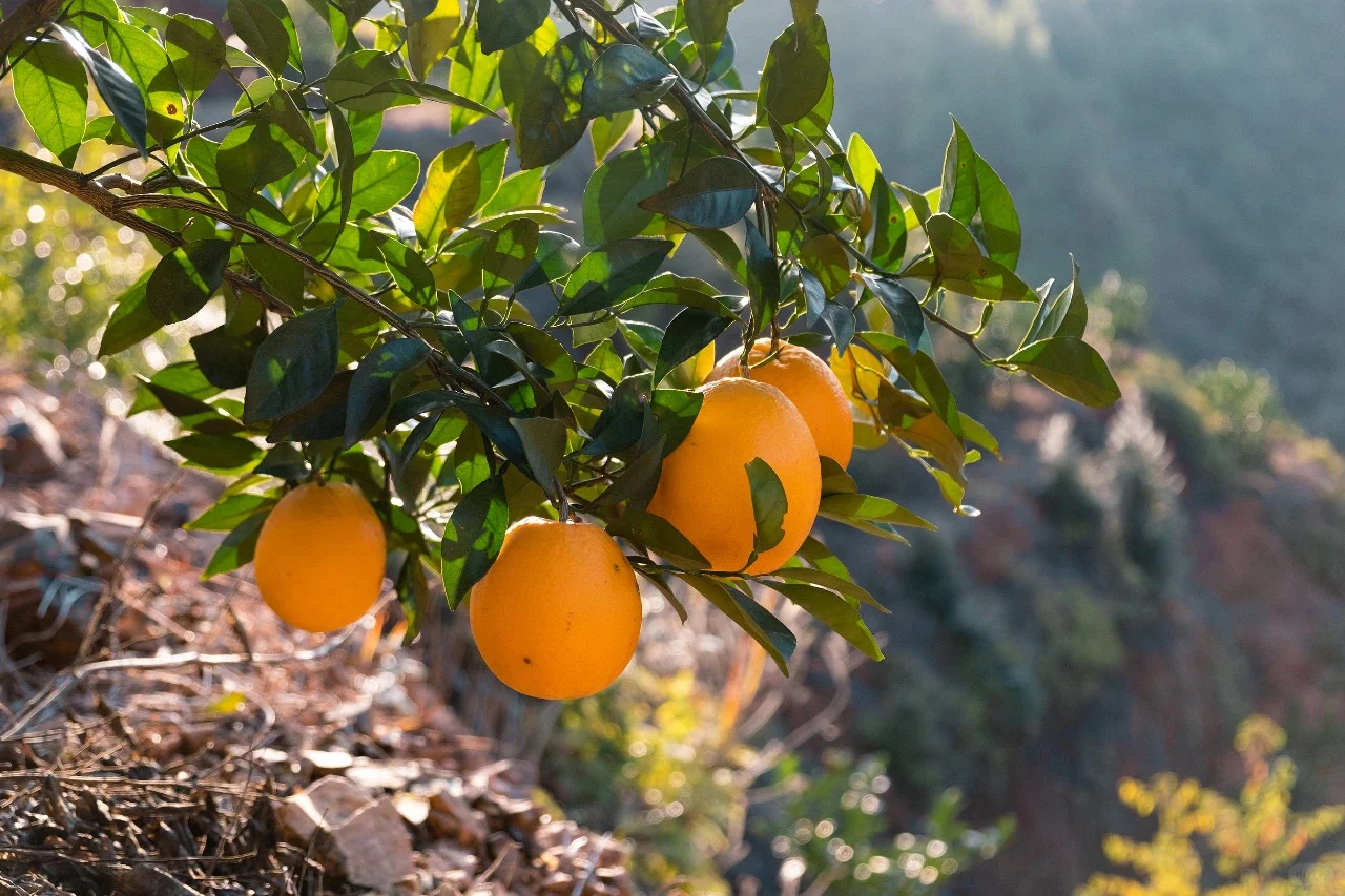 赣州，一座很不“江西”的宝藏大城