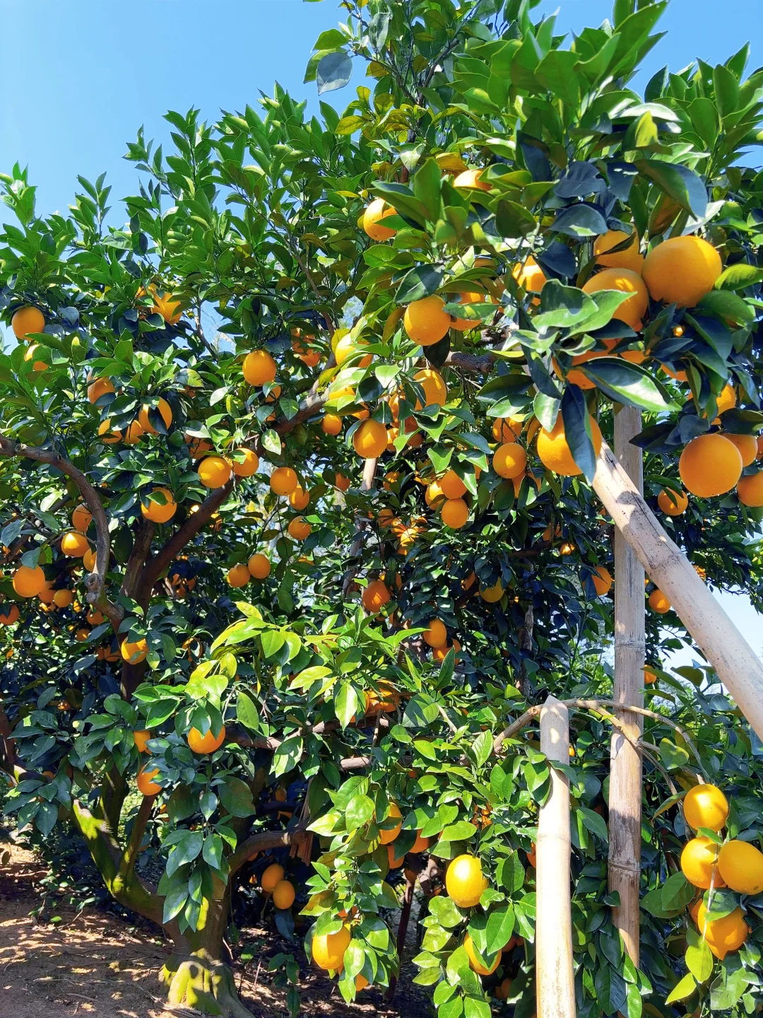 今年的赣南脐橙太好吃了