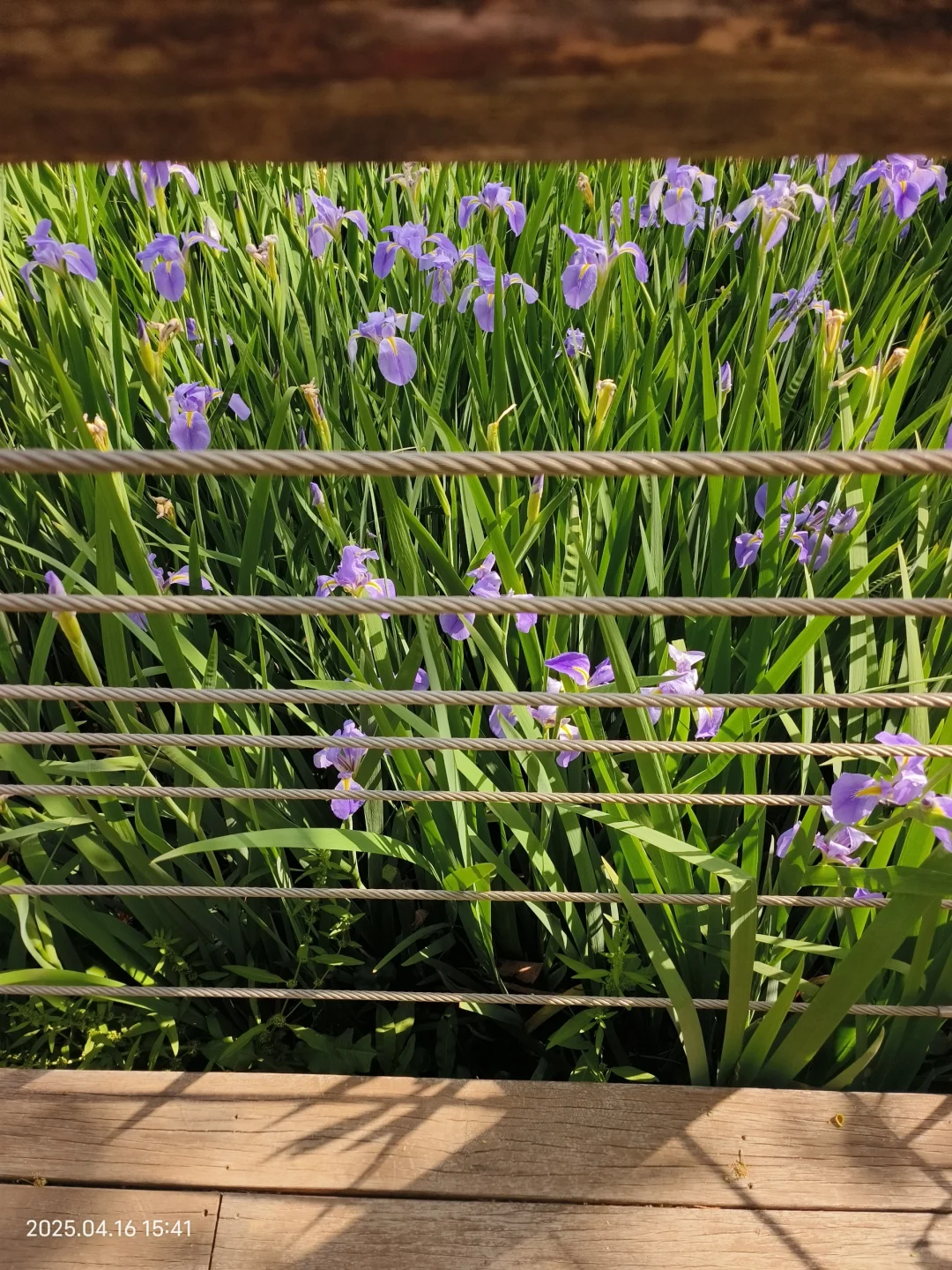 赣州鸢尾花海live｜闯入一场紫色梦境💜