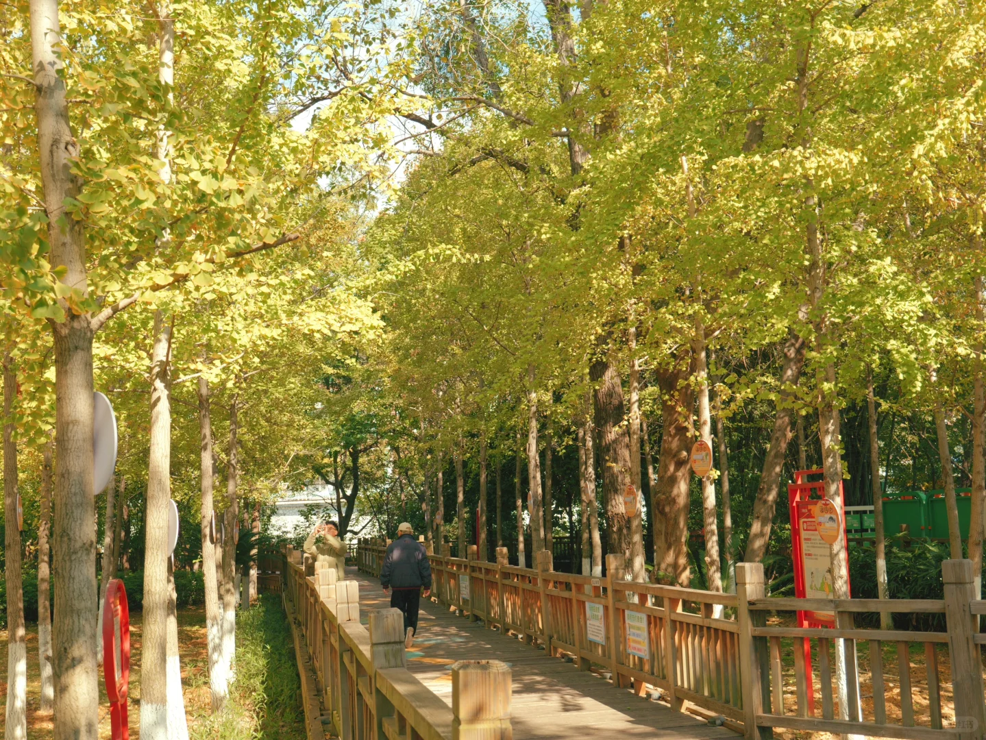 赣州一角｜满园银杏落秋风