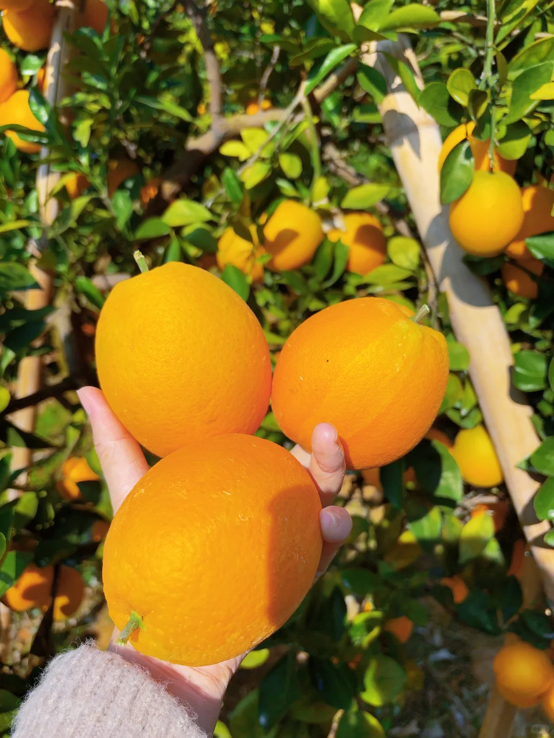 今年的赣南脐橙太好吃了