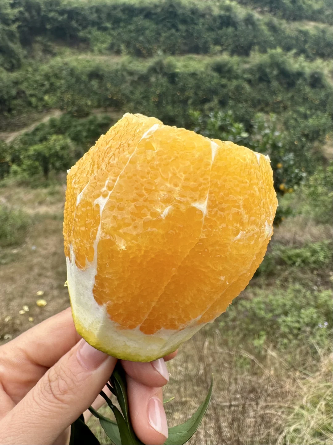 想告诉全世界这个橙子巨巨巨好吃！！！