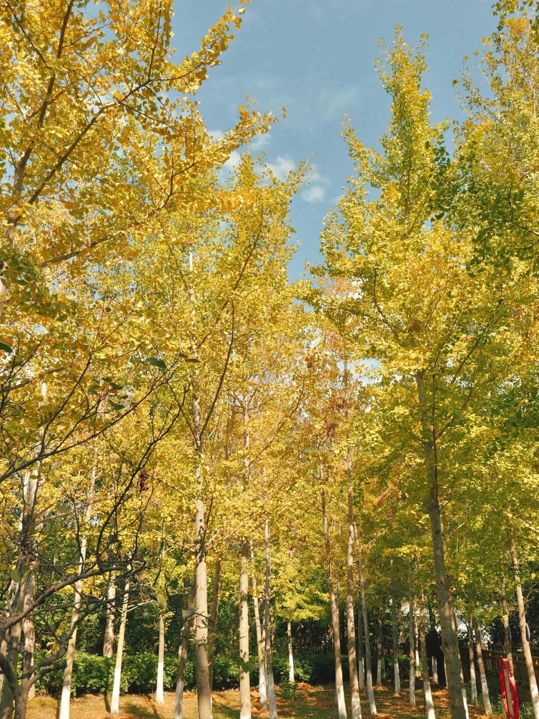 赣州一角｜满园银杏落秋风