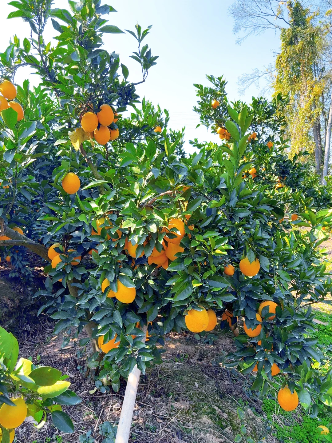 今年的赣南脐橙太好吃了