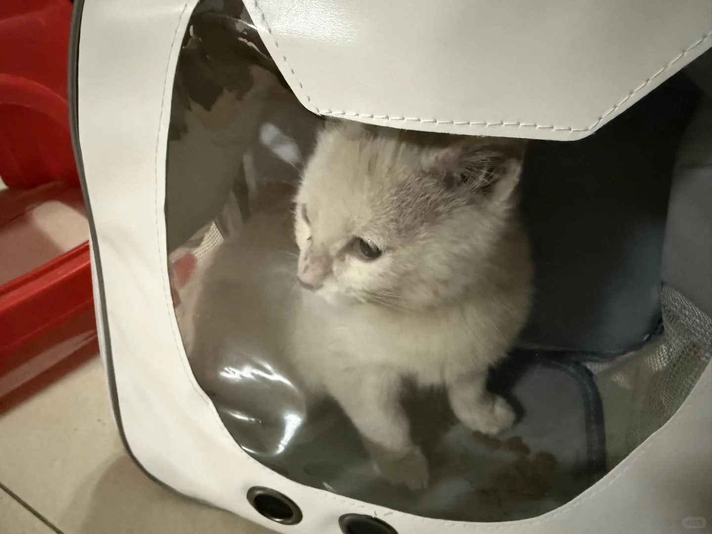 急!南昌猫咪找领养人!!