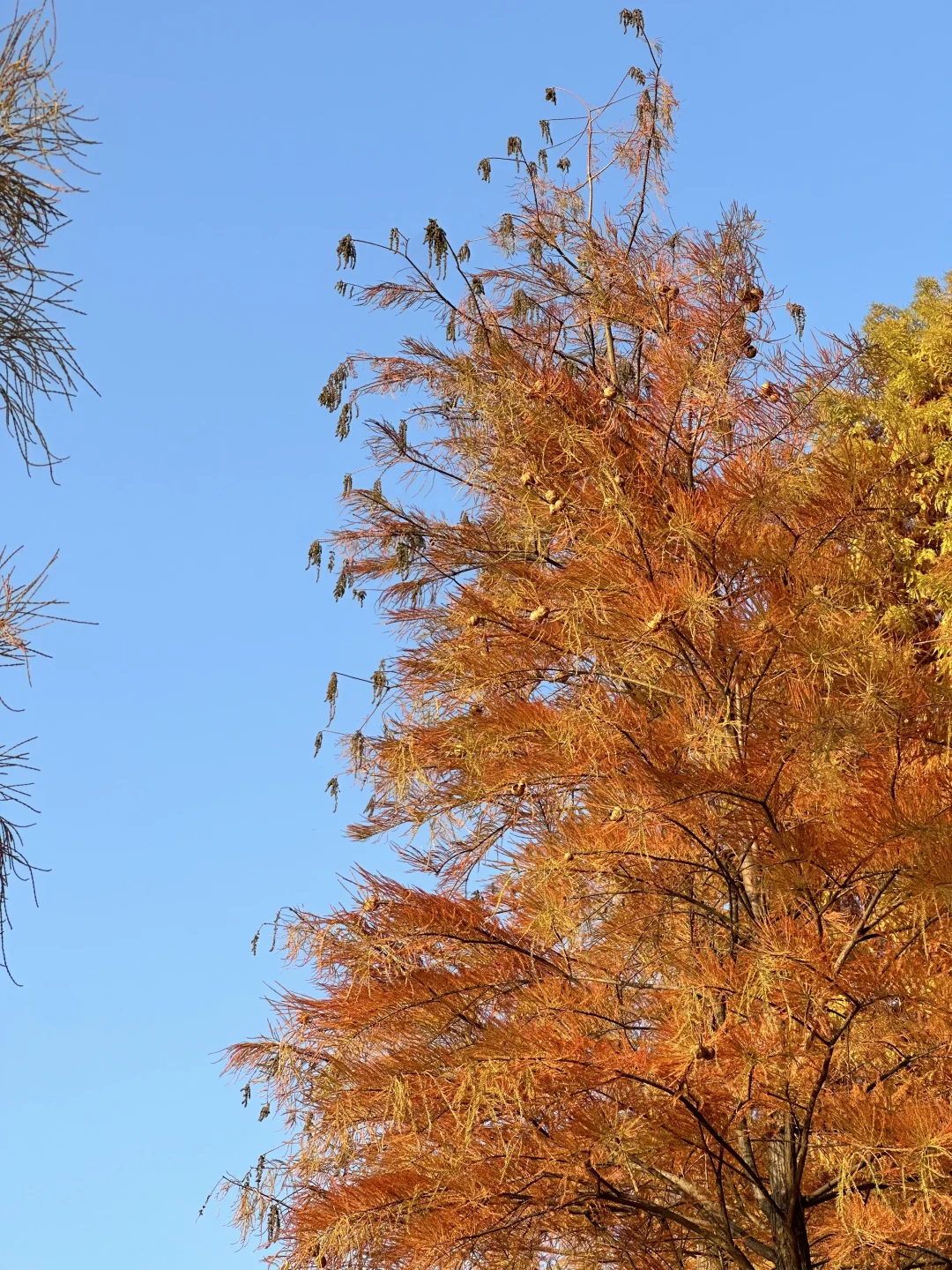 赣州冬天好美啊啊啊啊！！