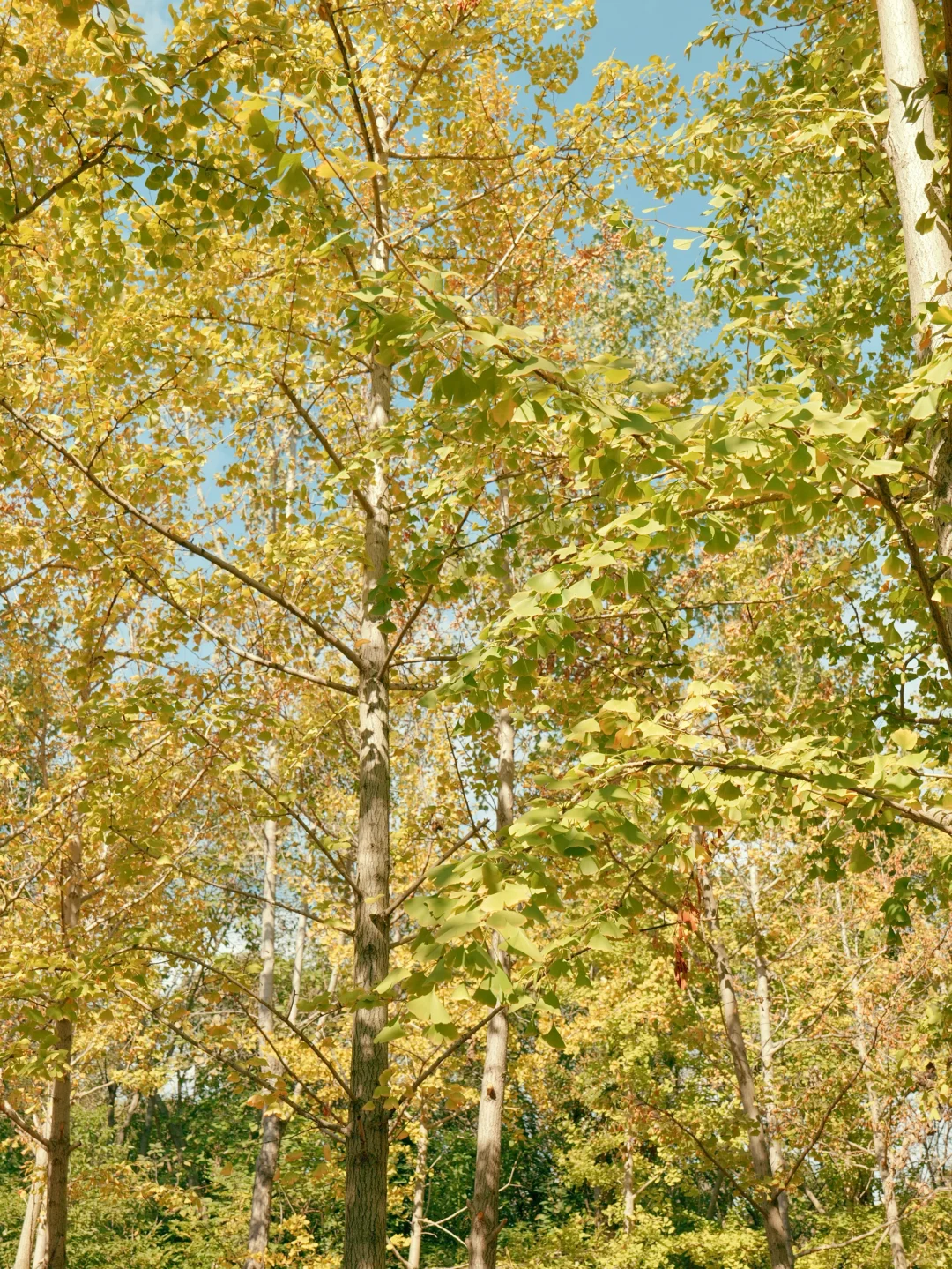 赣州一角｜满园银杏落秋风