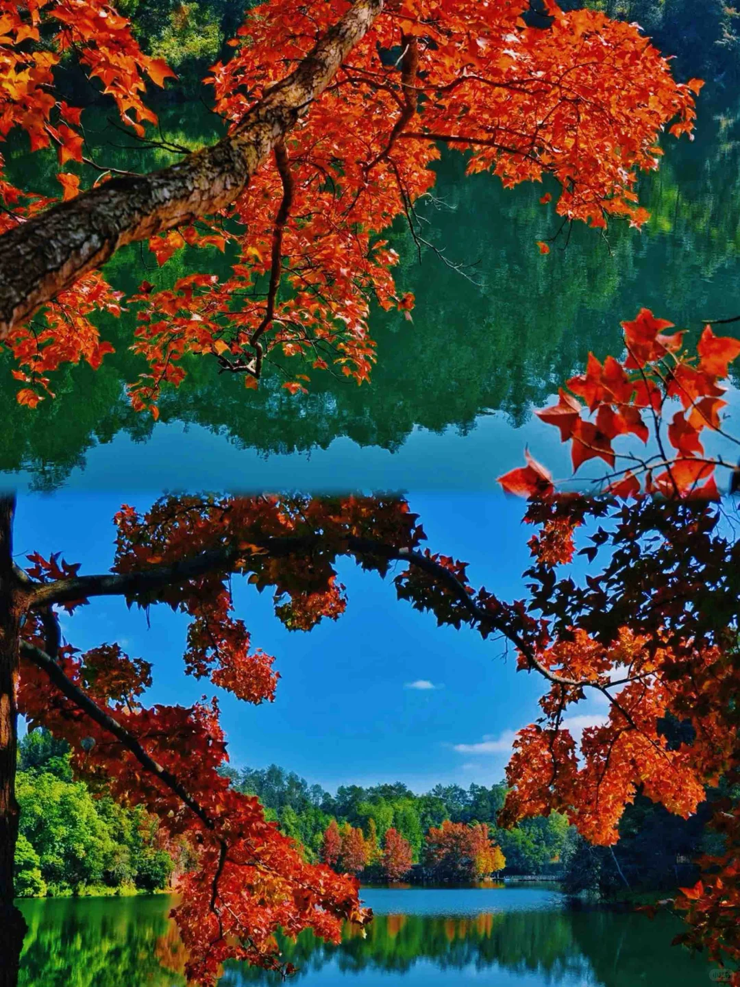 赣州｜我宣布，这里真的是赏秋天花板…