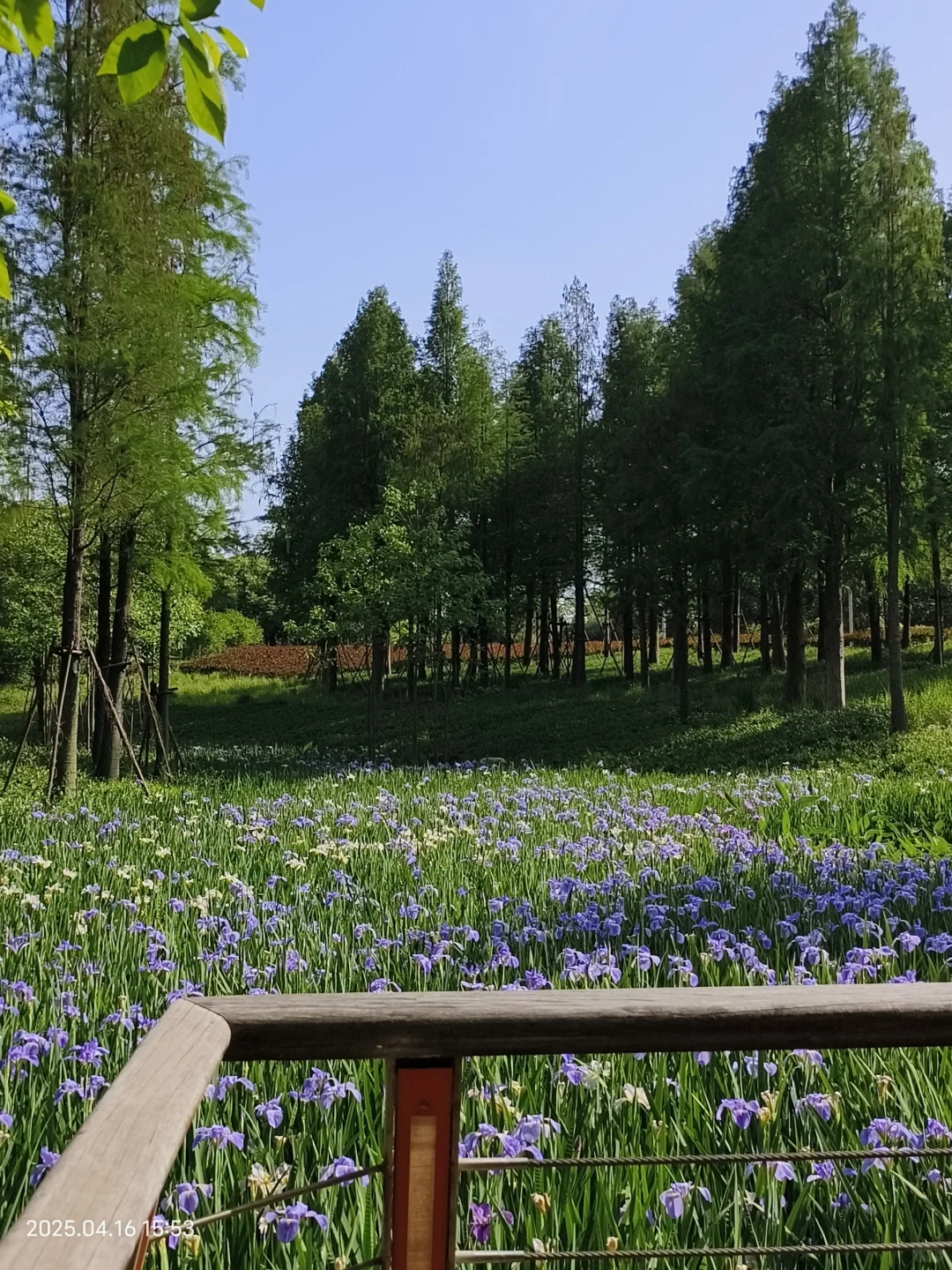 赣州鸢尾花海live｜闯入一场紫色梦境💜