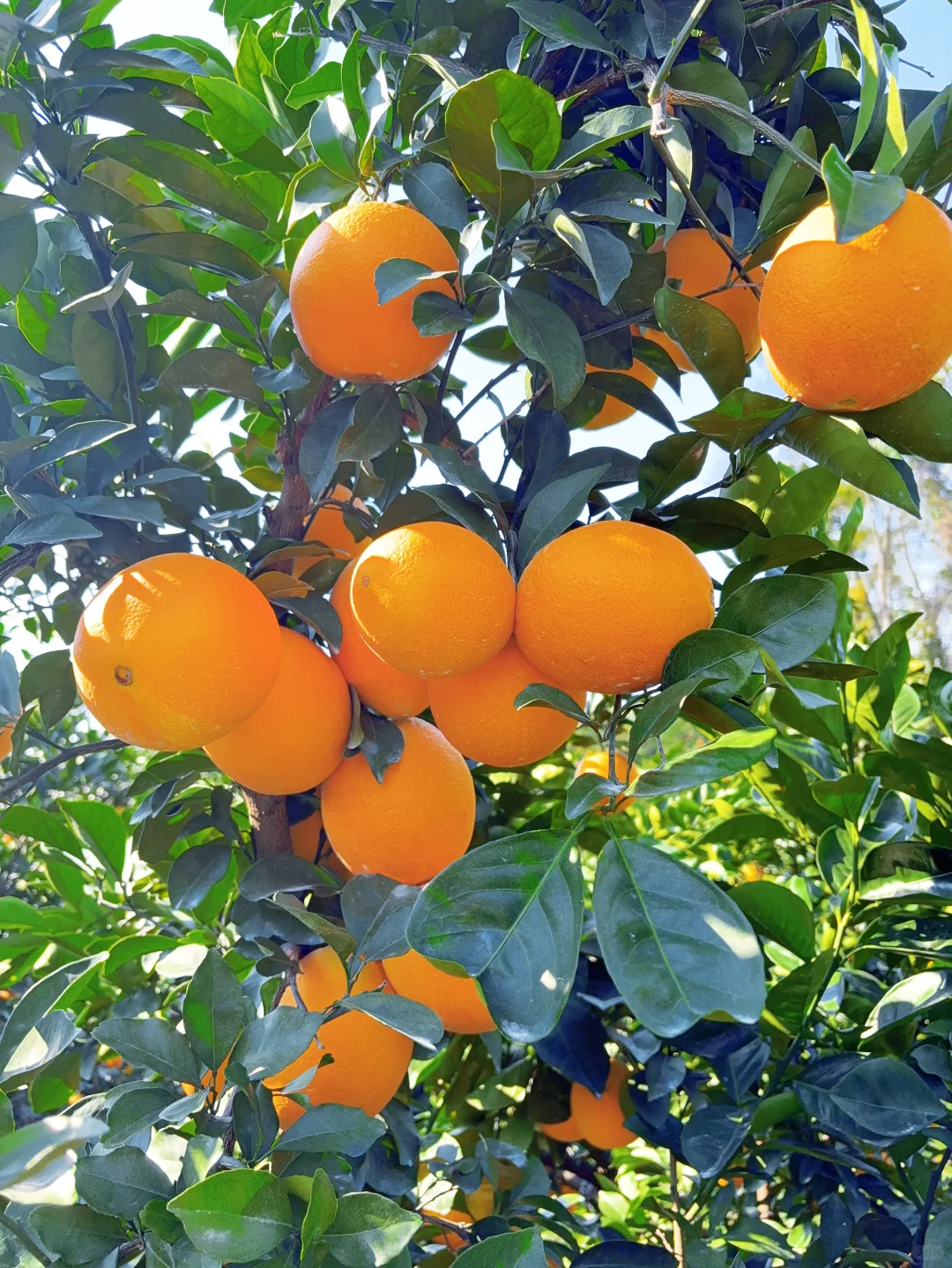 今年的赣南脐橙太好吃了
