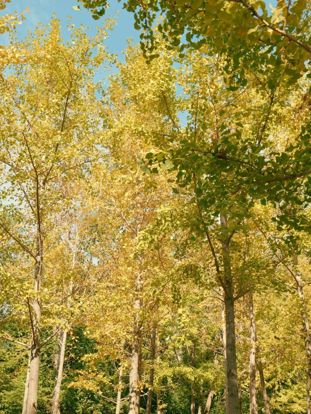 赣州一角｜满园银杏落秋风