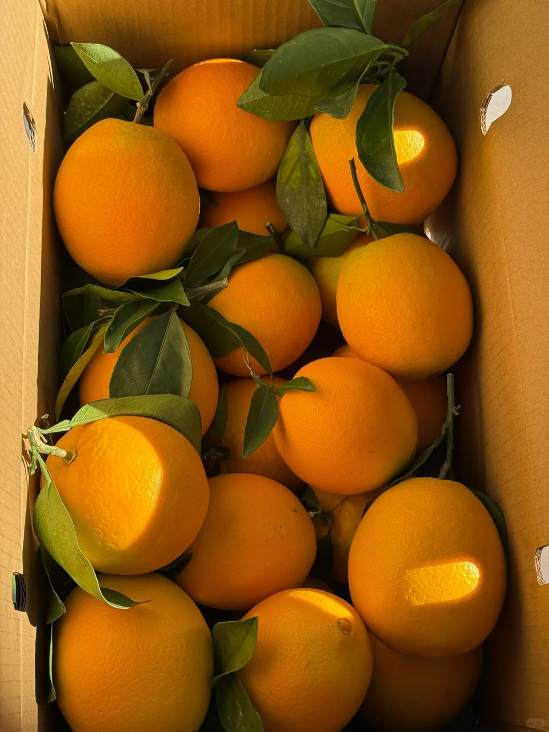 真的看不下去了，说点赣南脐橙的真相！